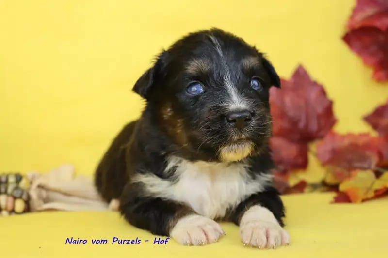 Navajo – Australian Shepherd Puppy – Photo 3