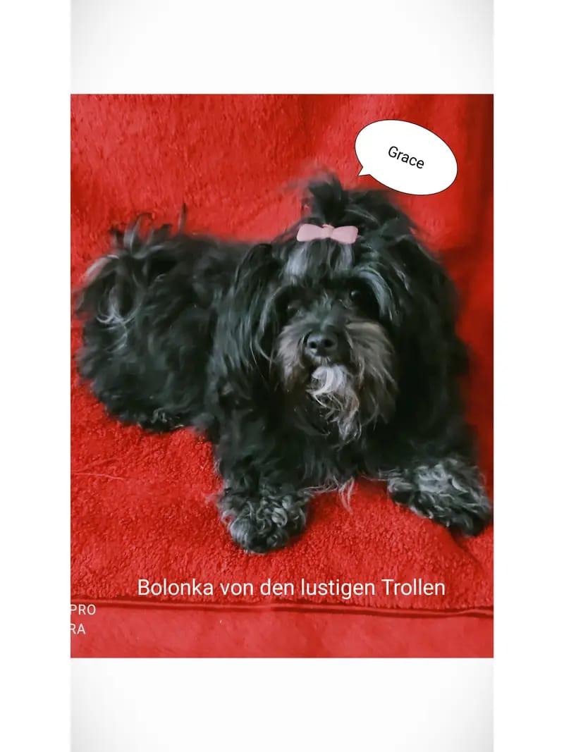 Bolonka von den lustigen Trollen gallery image 3