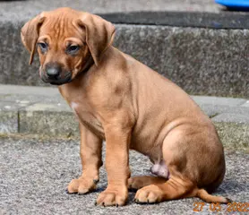Matembezi kwa Ekundo Afrika – Rhodesian Ridgeback – Foto 2