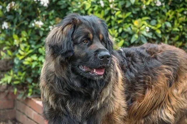 Leonberger – Hunderasse