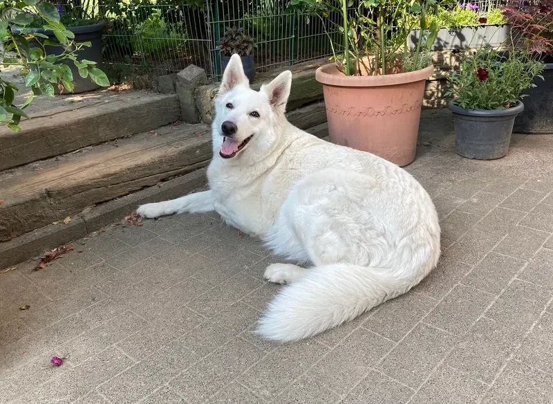 Weißer Schweizer Schäferhund Zucht main gallery image