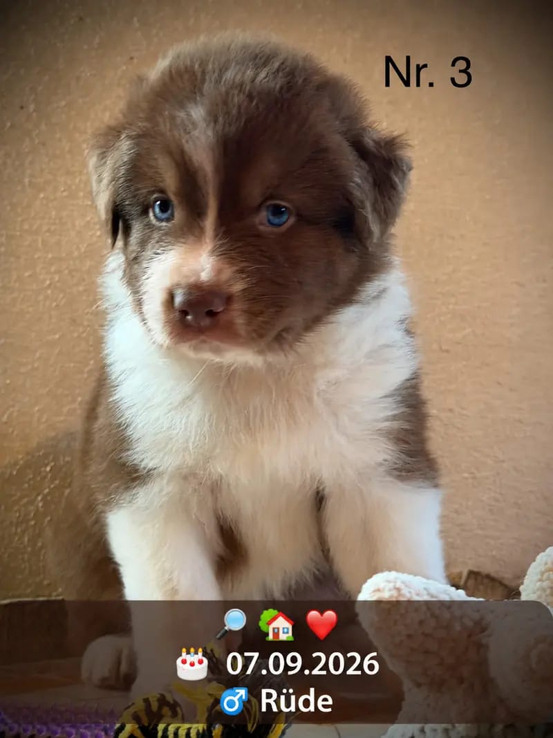 Štěně Australian Shepherd – Foto 4