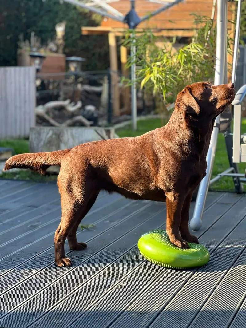 Inka For Ever Infinity Lorek – Labrador Retriever – Photo 2