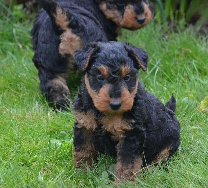 WelshTerrier Welpen | Hündin – Welsh Terrier Puppy – Photo 2