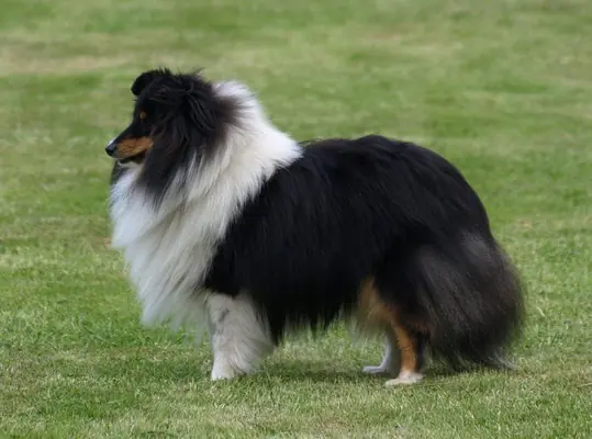 Platero Primus Lara – Shetland Sheepdog – Foto 2