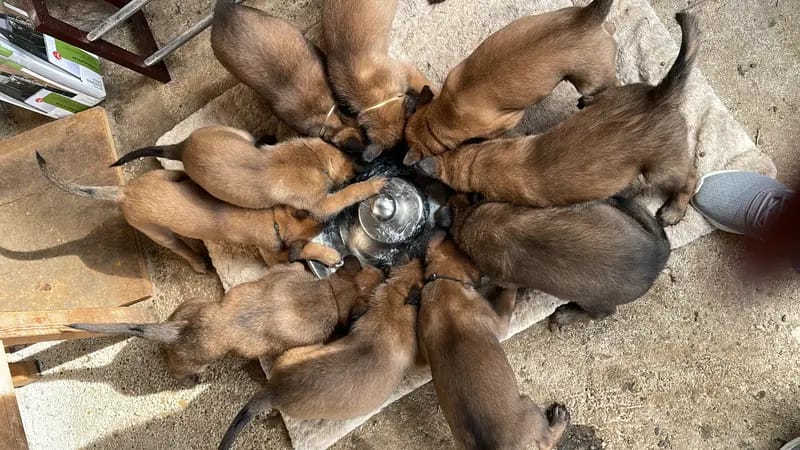 Malinois vom Templerordern gallery image 2