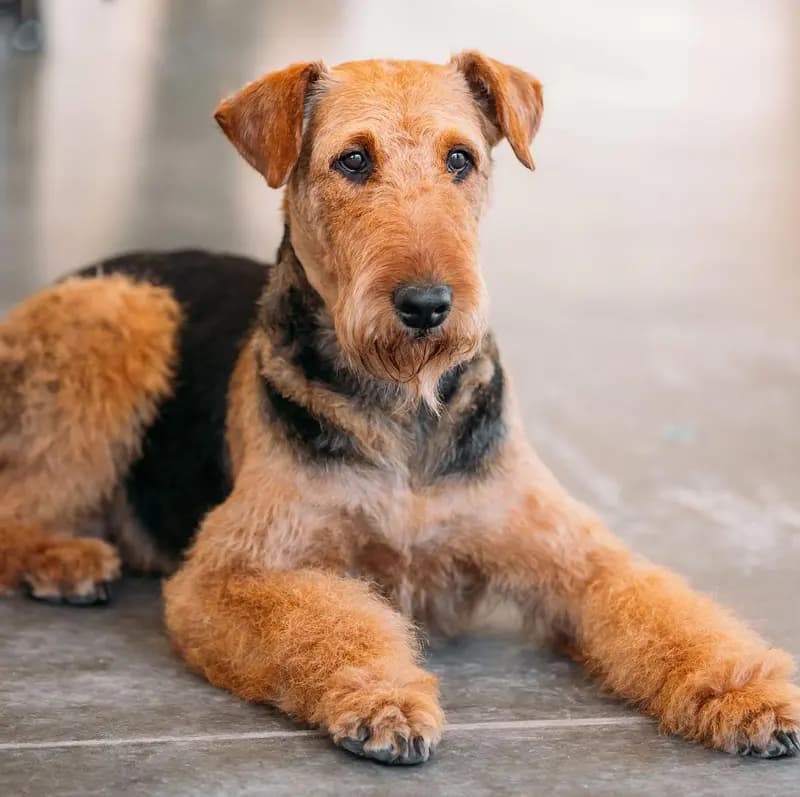 Airedale Terrier – dog breed