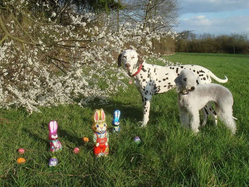 Freddie – štěně Bedlington Terrier – Foto 2