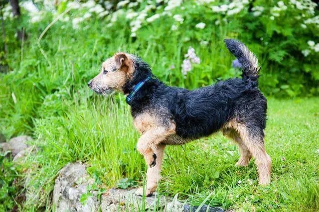 Lakeland Terrier – Hunderasse