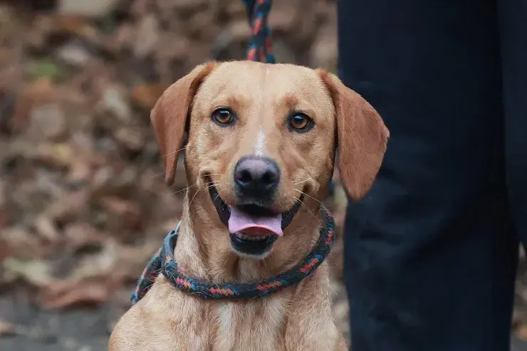 Murphy – Jagdhund-Mix – Billede 2