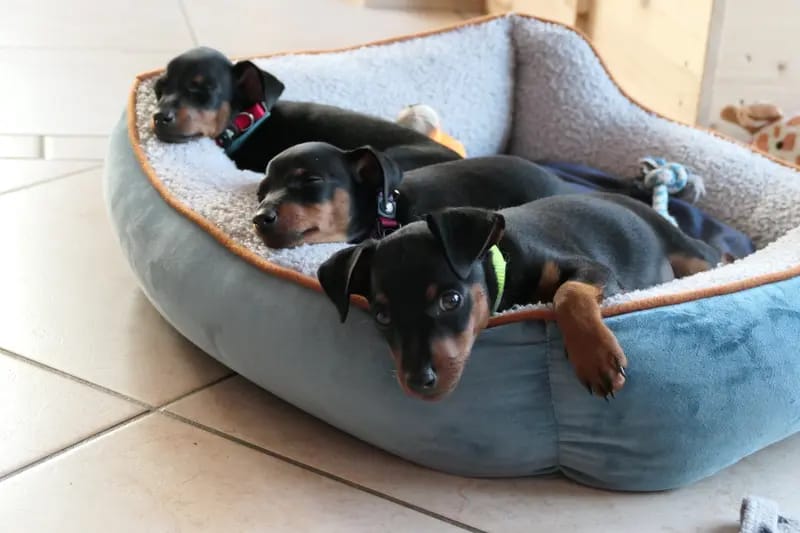 Zwergpinscher vom Zwergbach gallery image 2