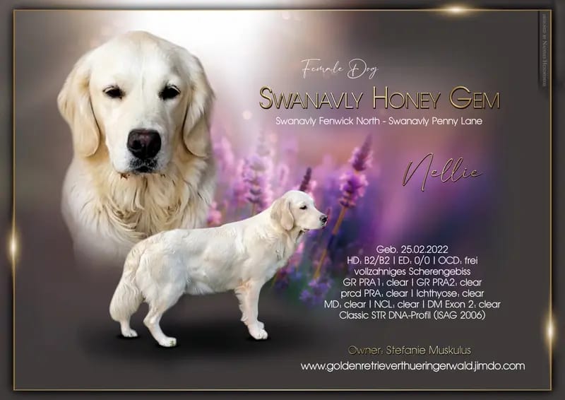 Swanavly Honey Gem gallery image 2