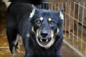 Wolf – Schäferhund-Mix – Photo 4