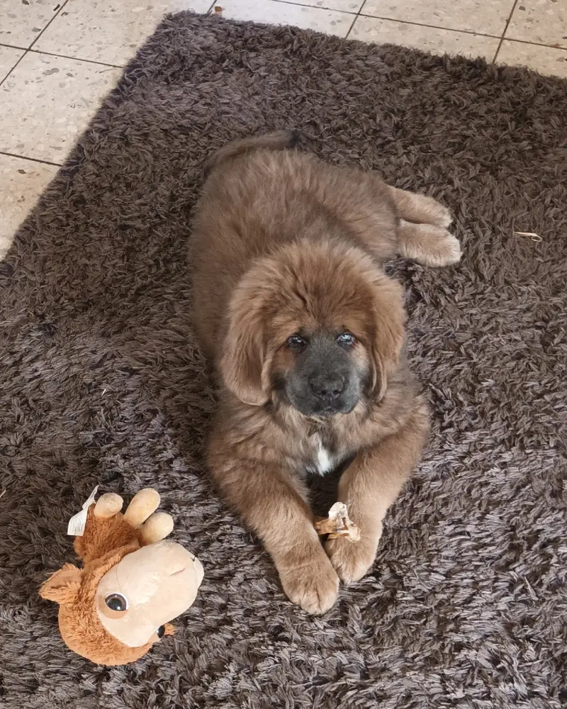 BAJA – Tibet Mastiff hvalp – Billede 2