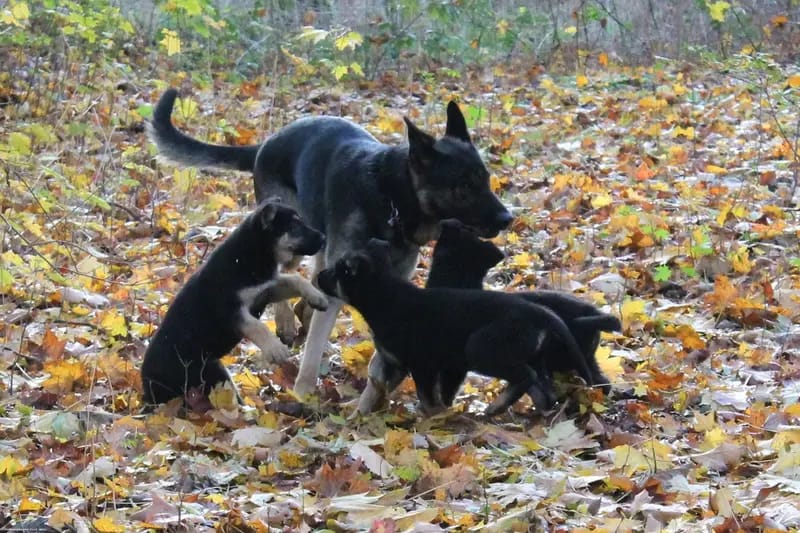 Zuchtstätte für Deutsche Schäferhunde "vom Tatzelwurm" gallery image 4