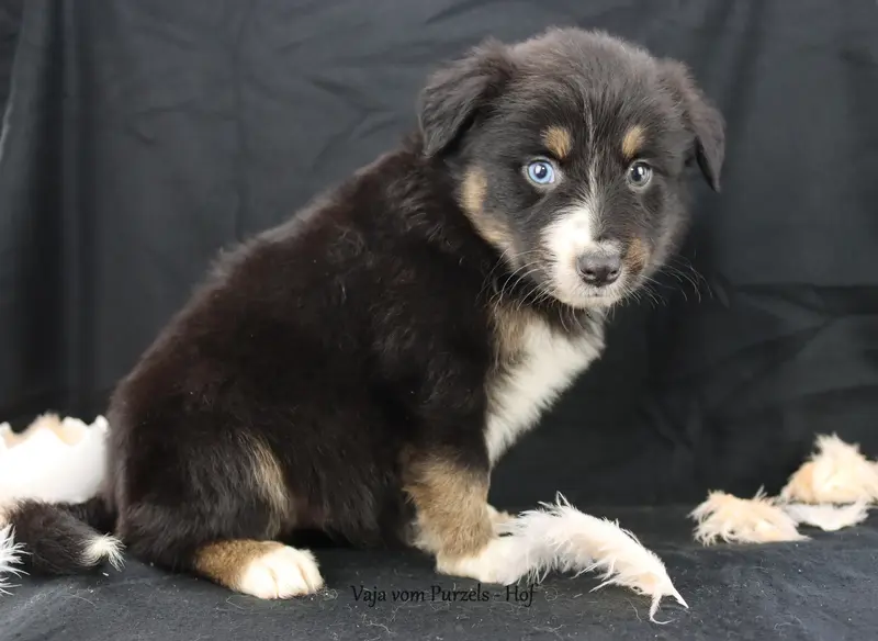 Vaja – Cucciolo di Australian Shepherd – Foto 2
