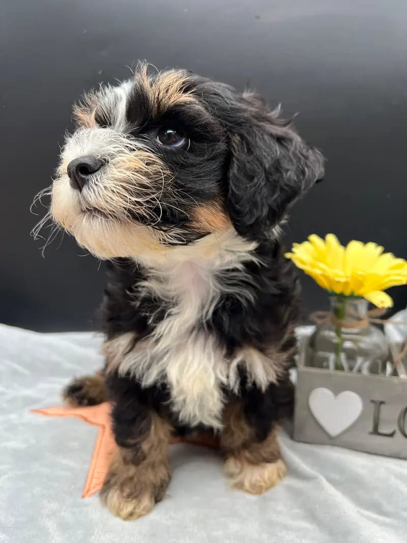 FairyTale Havanese gallery image 4