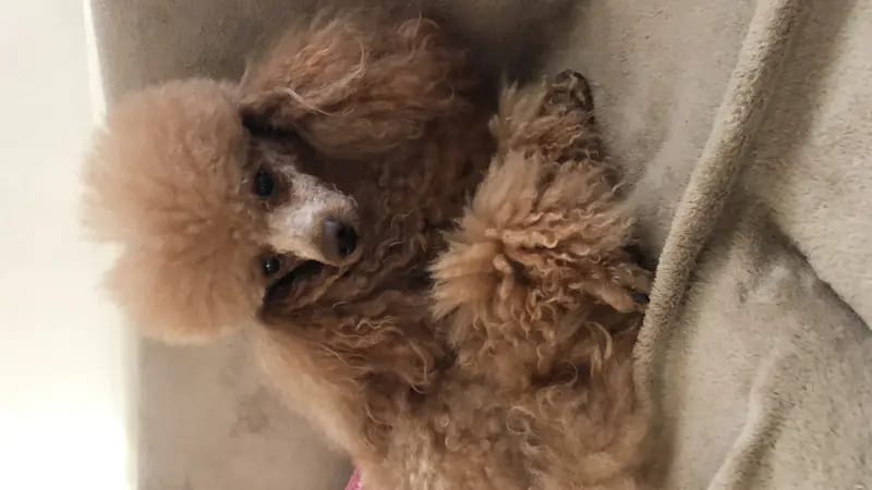 Nucleus Line Poodle gallery image 2