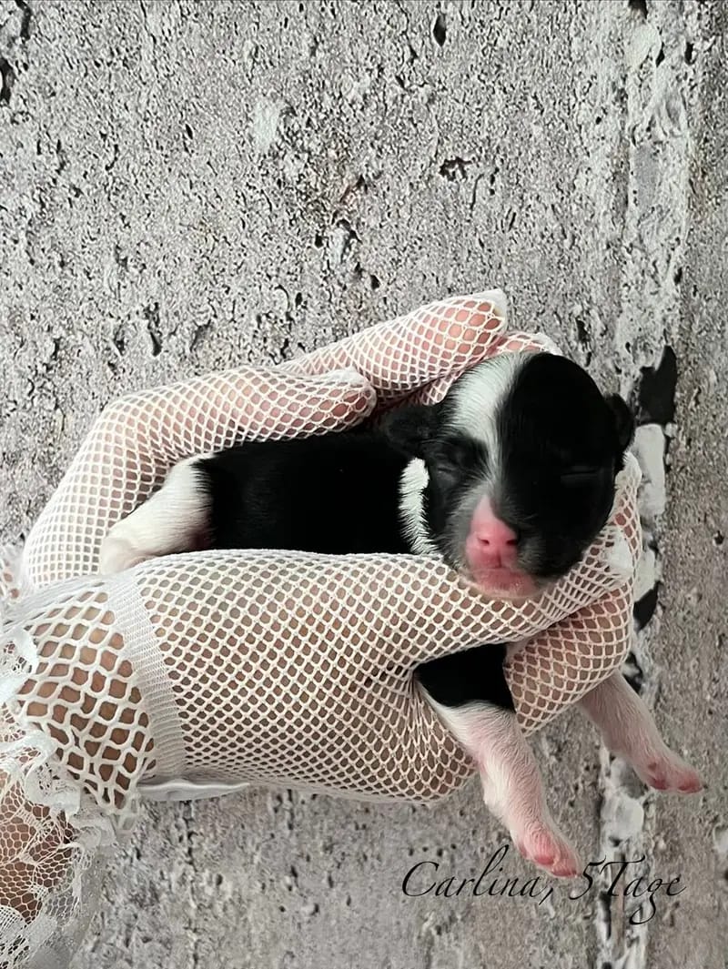 *Bezaubernde Chinese Crested Powderpuff Welpen ~choco ~black * – щенок Chinese Crested Dog – Фото 2