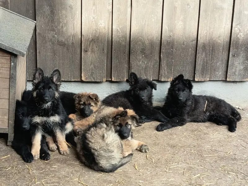 Altdeutsche Schäferhund-Welpen \"von der Hackermeile\" gallery image 2