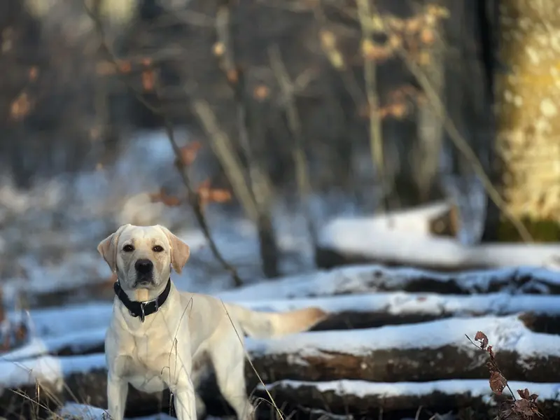 Deckrüde – Labrador Retriever hvalp – Billede 2