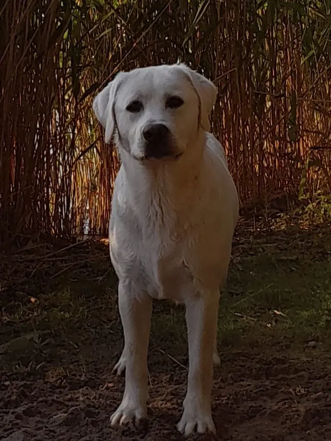 Multichampion weißer Labrador Deckrüde gekört Rö. 0/0 GRSK gen. 210 fach 0/0 – štěně Labrador Retriever – Foto 3