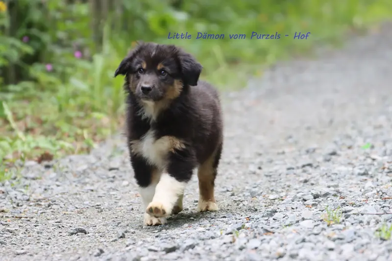 Little Dämon – Szczeniak rasy Australian Shepherd – Zdjęcie 2