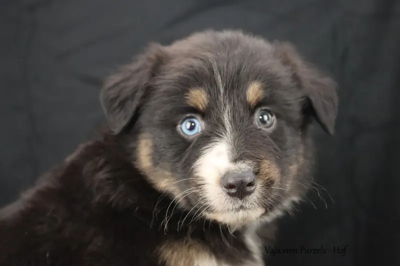 Vaja – Cucciolo di Australian Shepherd – Foto 4