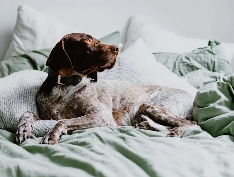 Kurzhaar – razza canina