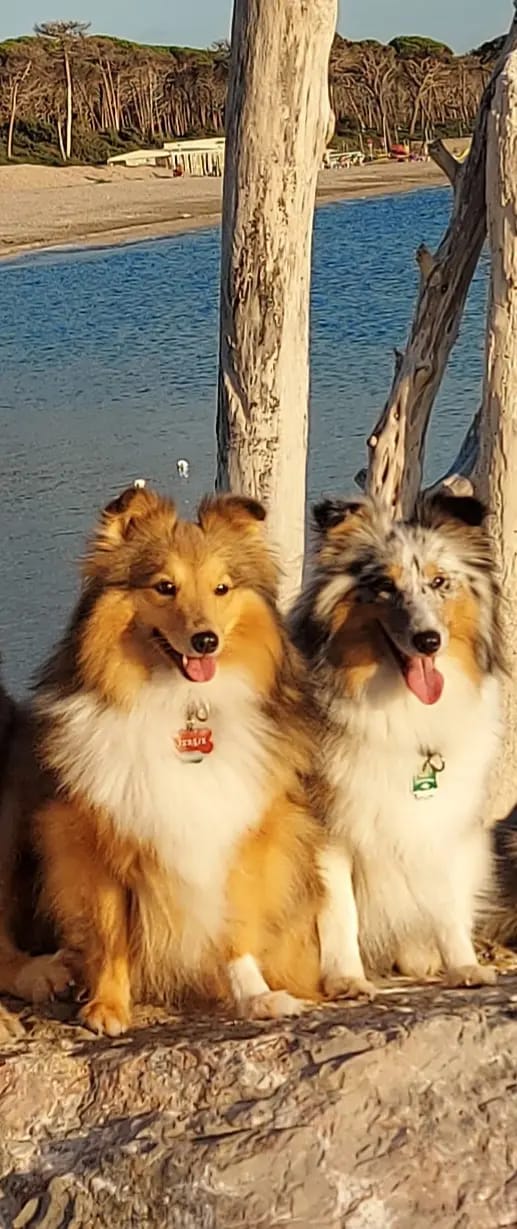 Shelties von Little Insa gallery image 3