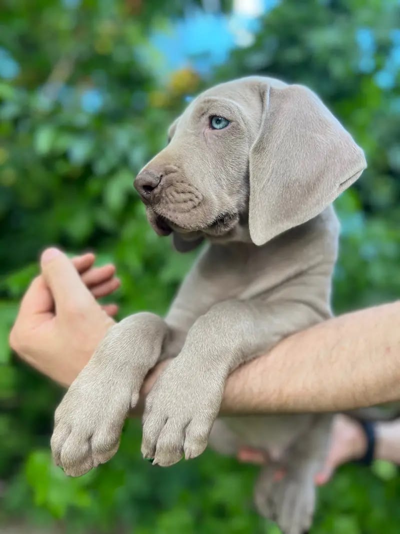 Weimaraner von den Salzwiesen gallery image 3