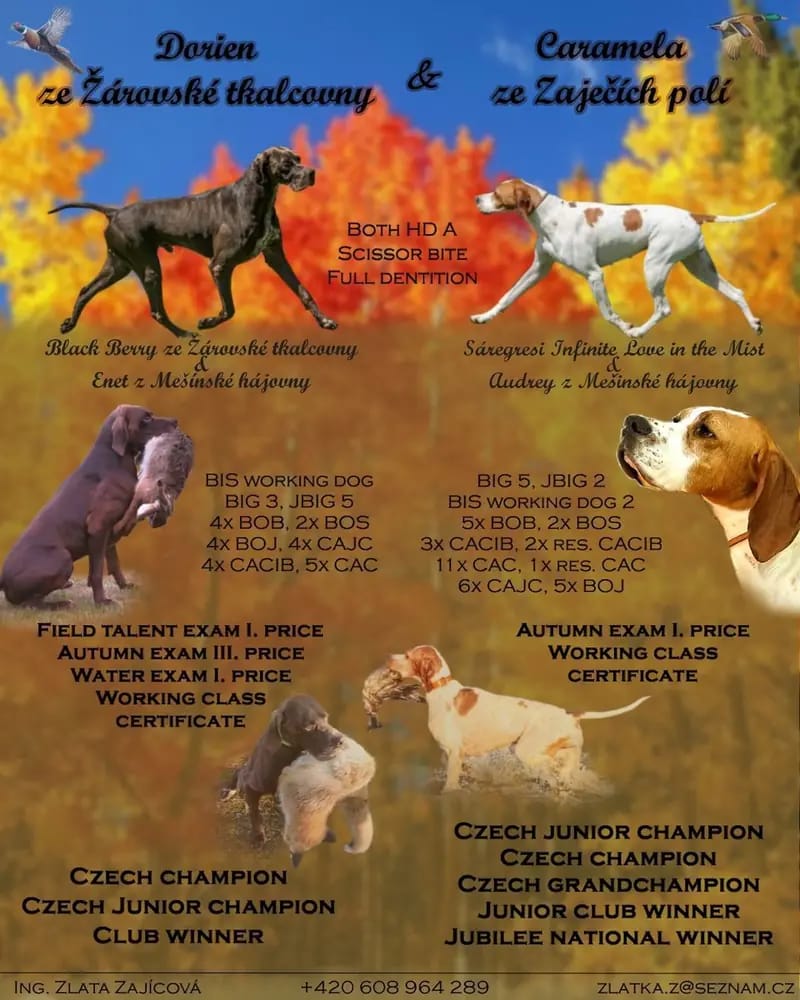 Magyar Vizsla Puppy – Photo 4