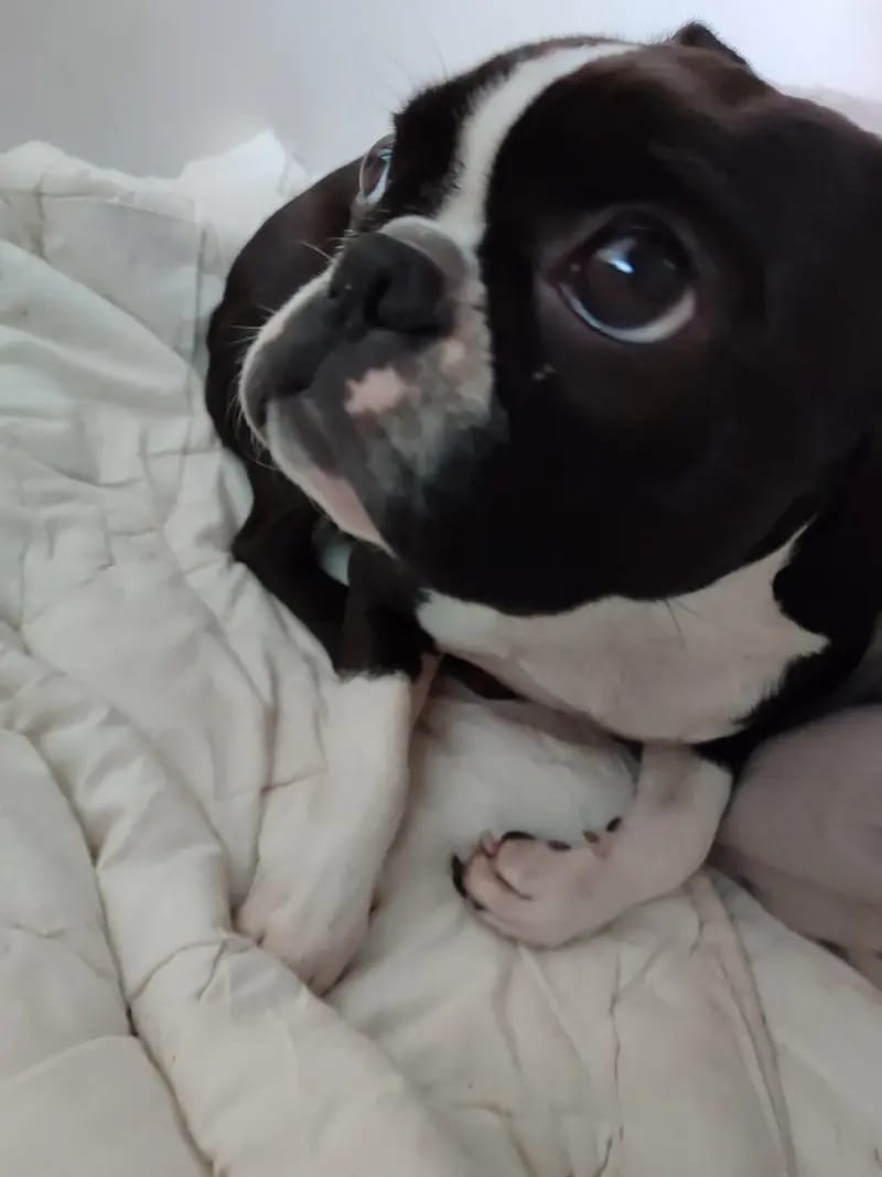 Von den Manchester Hexen Boston Terrier Zucht gallery image 2