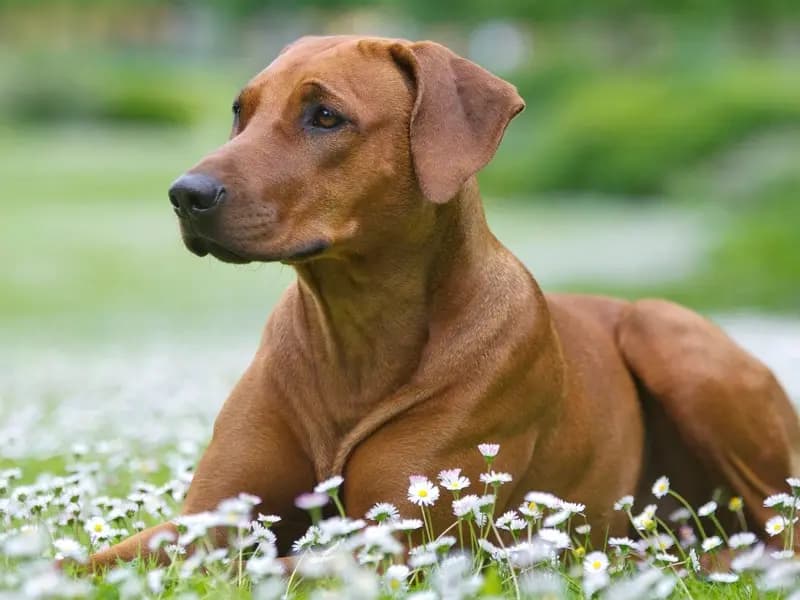Rhodesian Ridgeback – Hunderasse