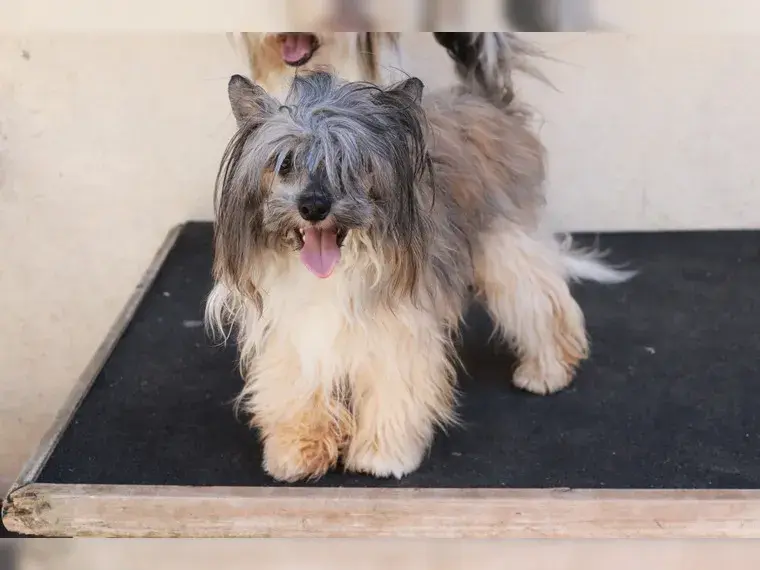 Caruso in Terra Civis – Chinese Crested Dog – Bild 2
