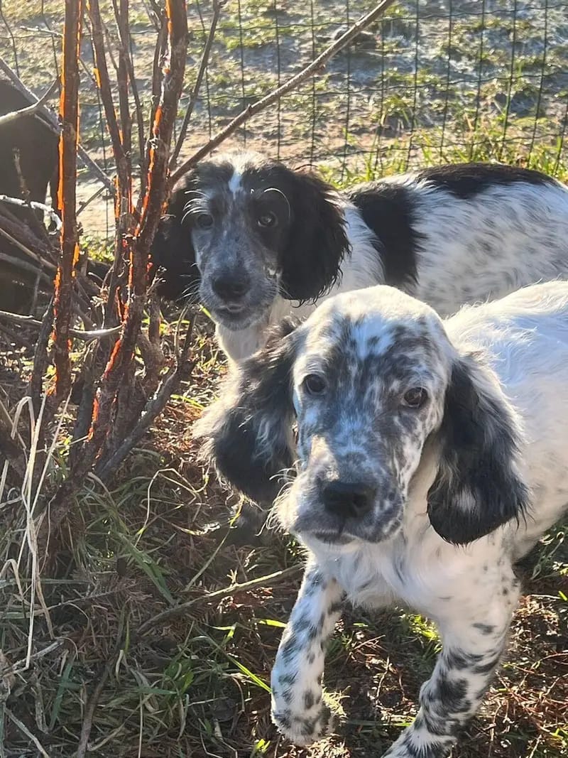 Zauberhafte English Setter Welpen werden voller Freude erwartet gallery image 4