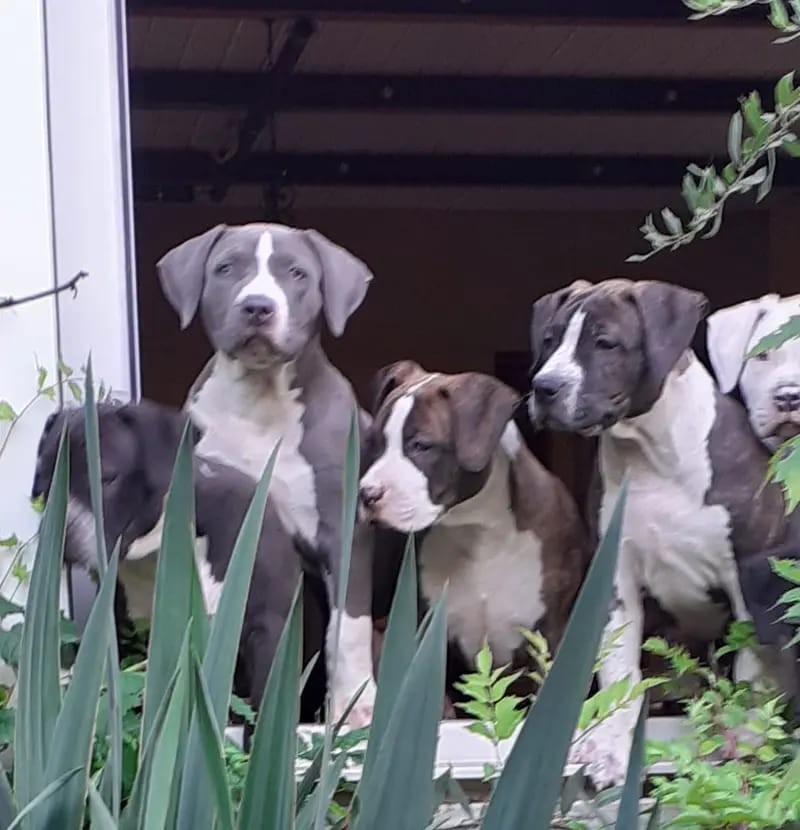 Burnhardt's American XXL Bully gallery image 3