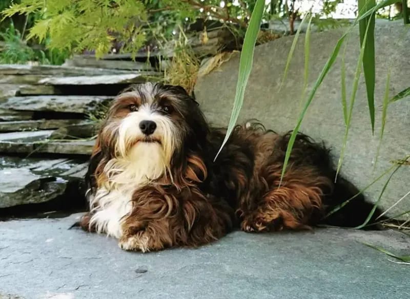 FairyTale Havanese gallery image 3
