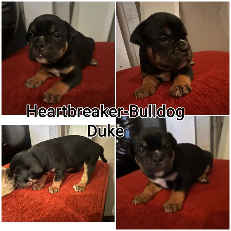Duke – štěně Old English Bulldog – Foto 2
