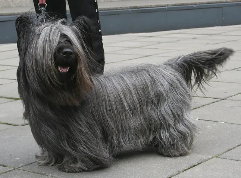 Skye Terrier – Hunderasse