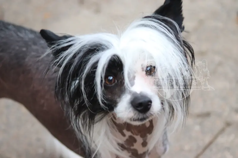 Little Dog of Dream Valentino – Chinese Crested Dog – Bild 2