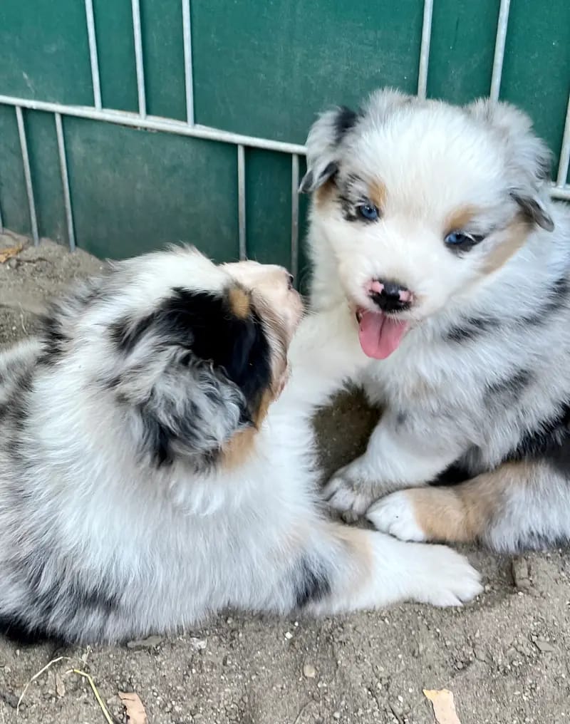 Soul Dogs Aussies gallery image 3