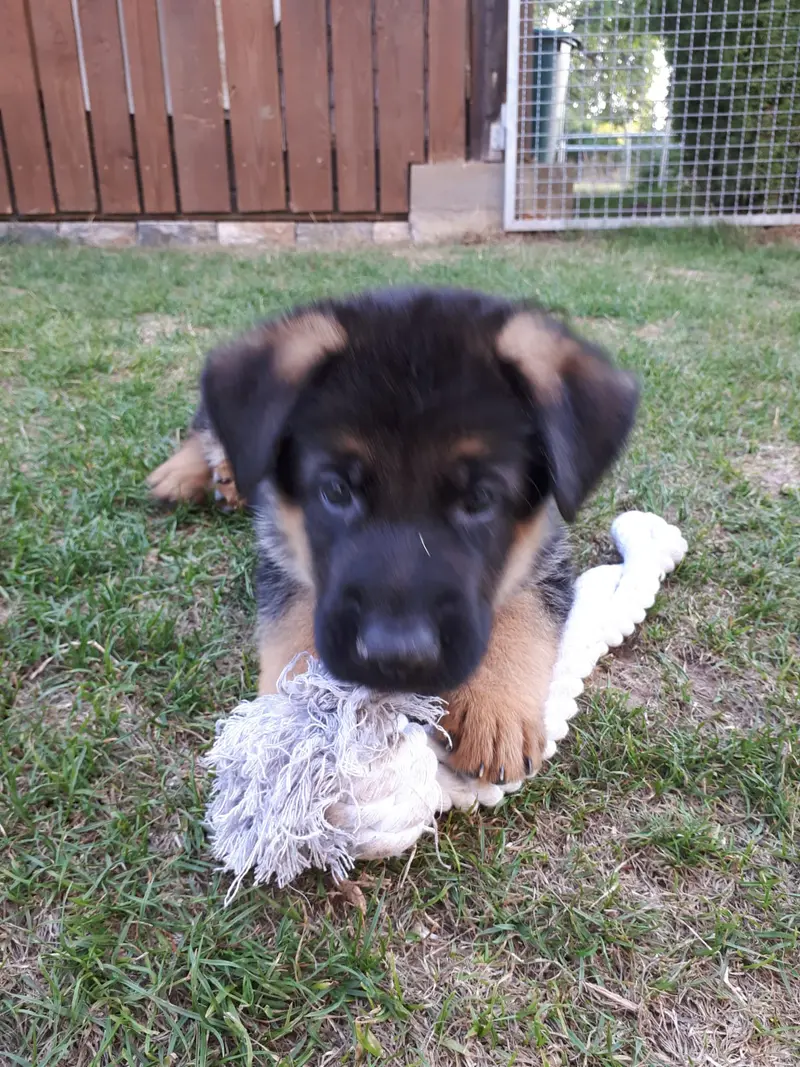 Zuchtstätte Deutscher Schäferhunde "vom Arkanum" – Deutscher Schäferhund – Bild 4