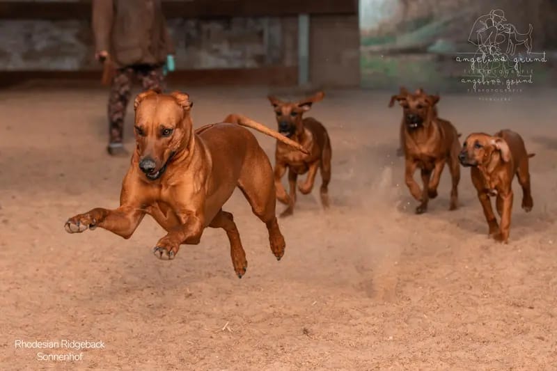 Rhodesian Ridgeback Sonnenhof Dornieden gallery image 2