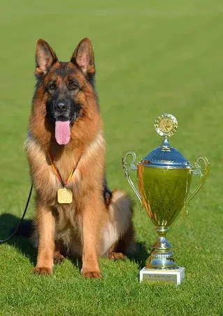 Deutsche Schäferhundezucht "von der Piste Trophe" main gallery image