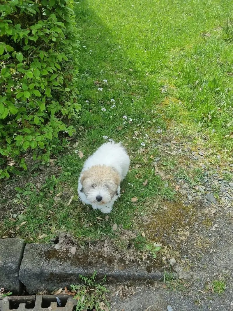 Jace lieber Coton de Tulear Welpe gallery image 2
