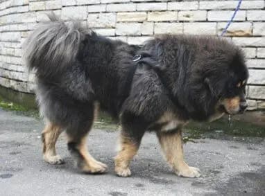 Tibet Mastiff – Hunderasse