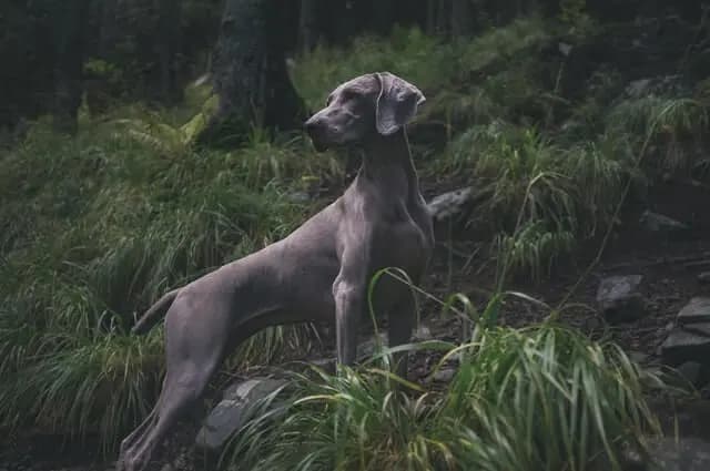 Weimaraner – Hunderasse