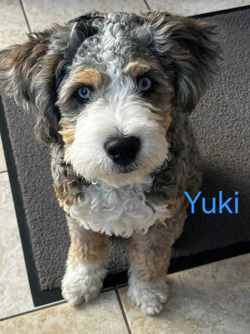 Yuki gallery image 2