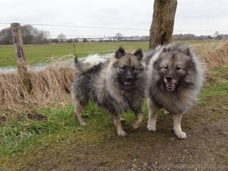 Lille Lyra – Wolfsspitz – Foto 2